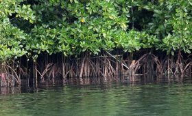 Ekosistem Hutan Mangrove