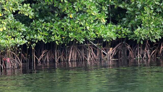 Ekosistem Hutan Mangrove