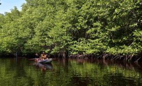 Fungsi Mangrove Cegah Abrasi