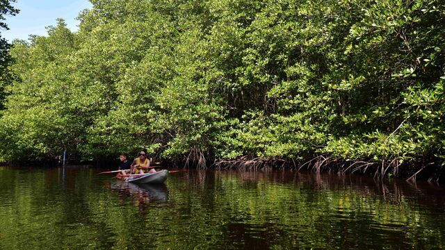 Fungsi Mangrove Cegah Abrasi